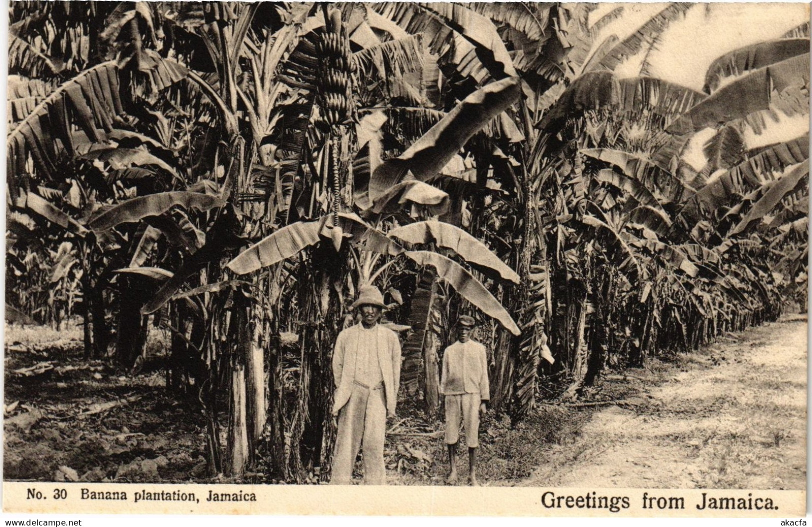 PC JAMAICA BANANA PLANTATION, JAMAICA (a79471)