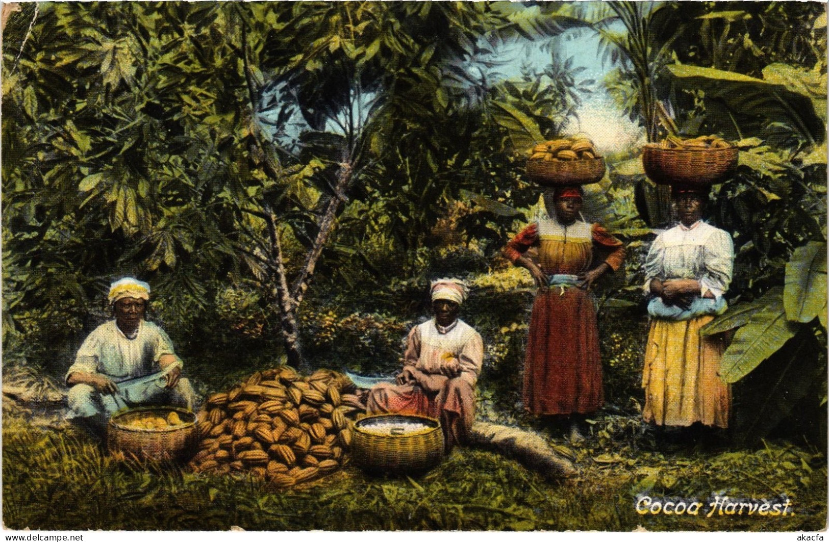 PC JAMAICA COCOA HARVEST JAMAICA (a79476)