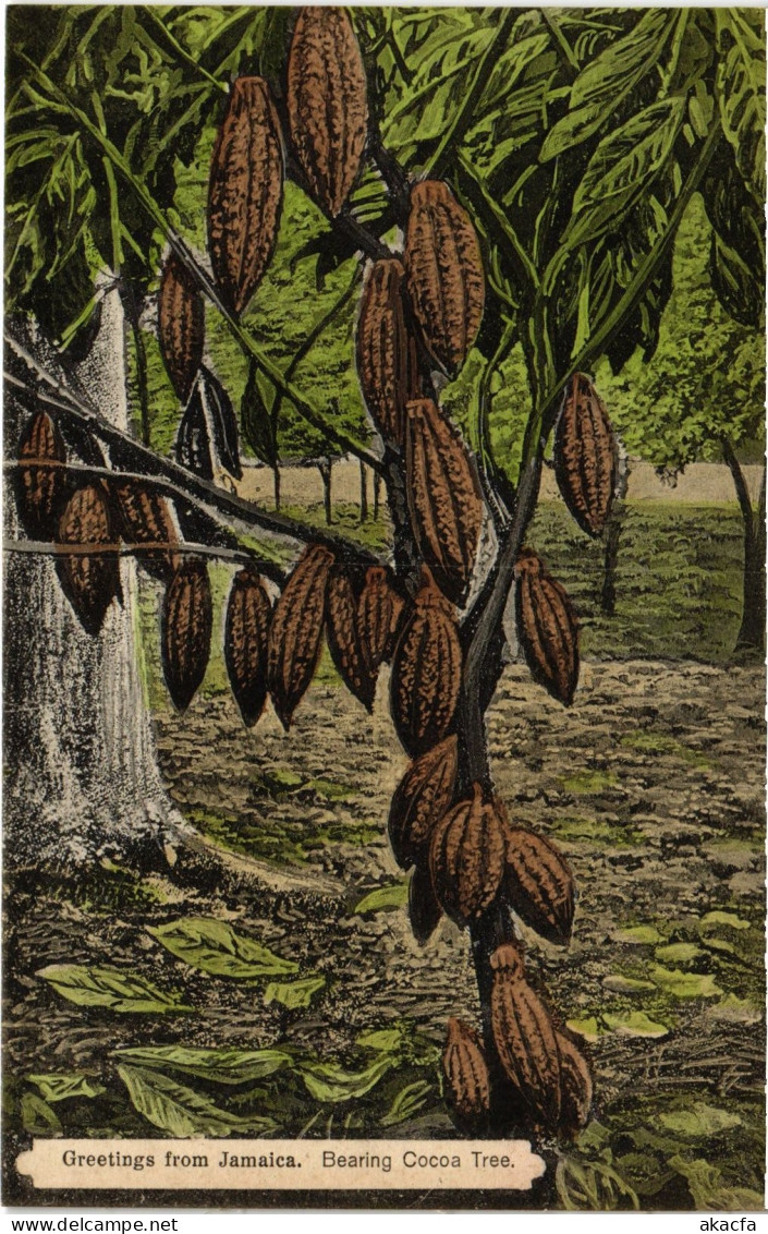 PC JAMAICA GREETINGS FROM JAMAICA. BEARING COCOA TREE. (a79446)
