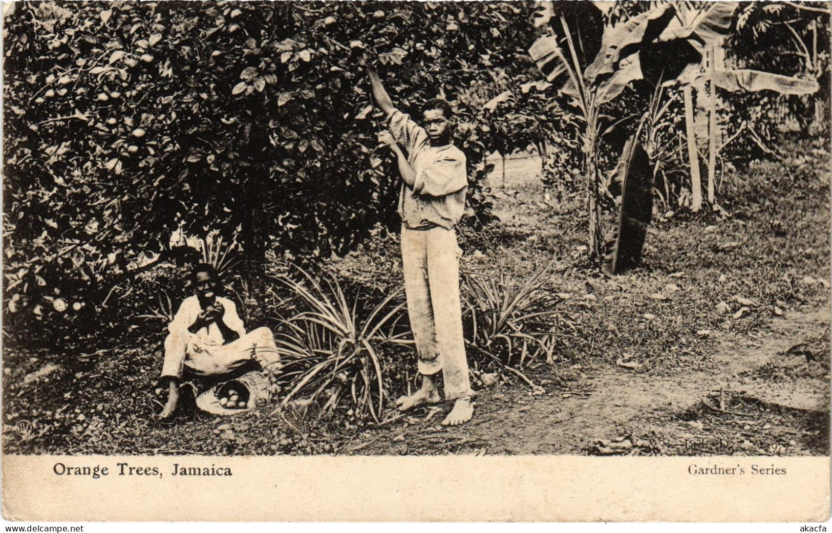 PC JAMAICA ORANGE TREES, JAMAICA (a79388)