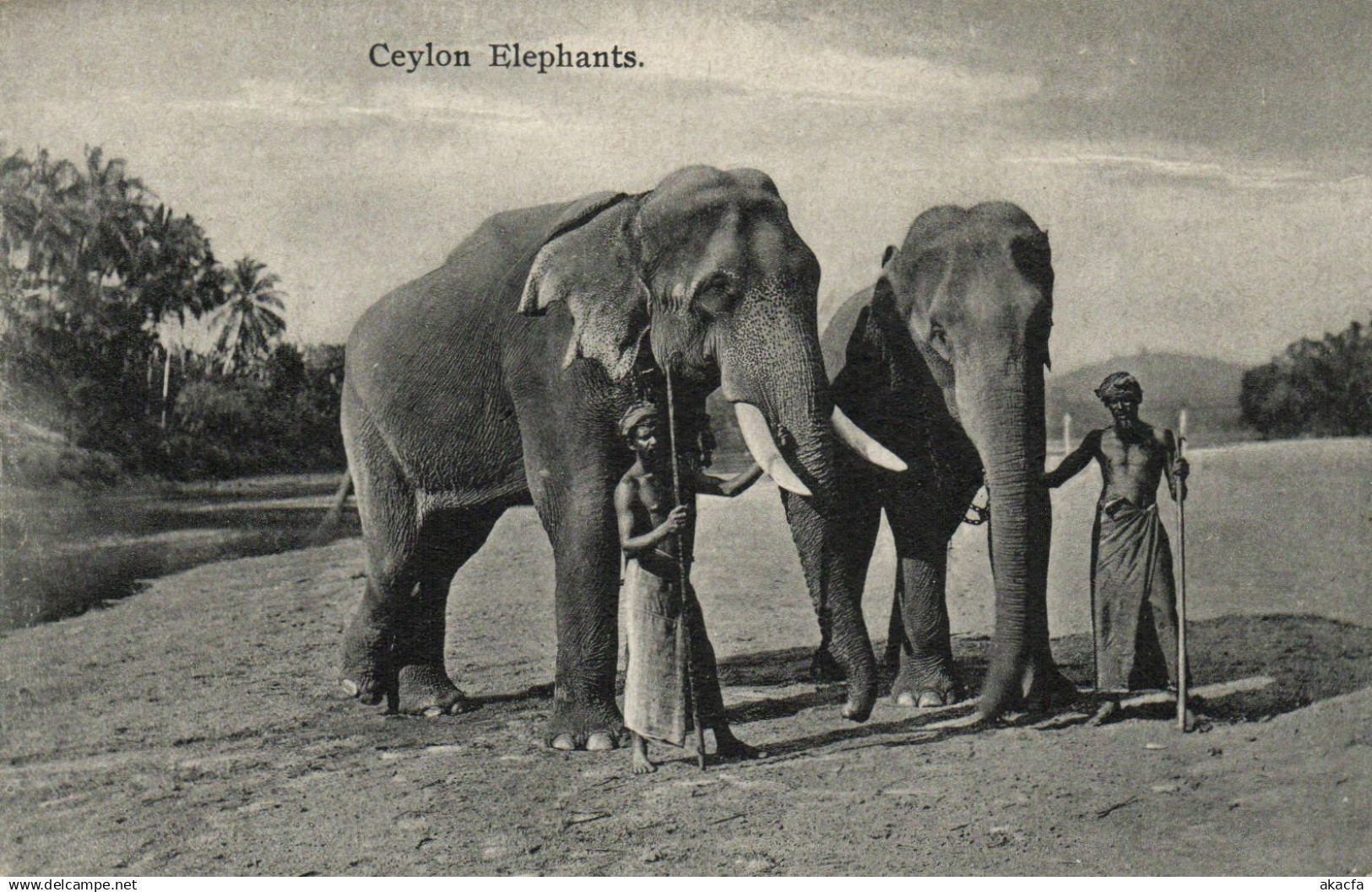 PC SRI LANKA, CEYLON, CEYLON ELEPHANTS, Vintage Postcard (b13649)