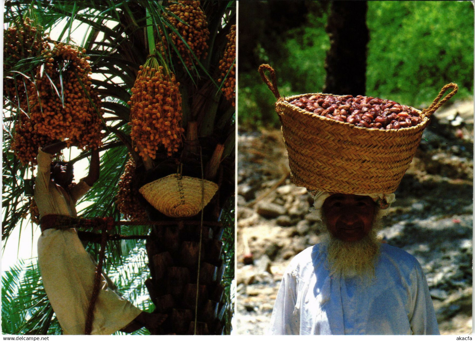 PC SULTANATE OF OMAN, DATE HARVEST, REAL PHOTO POSTCARD (b16351)