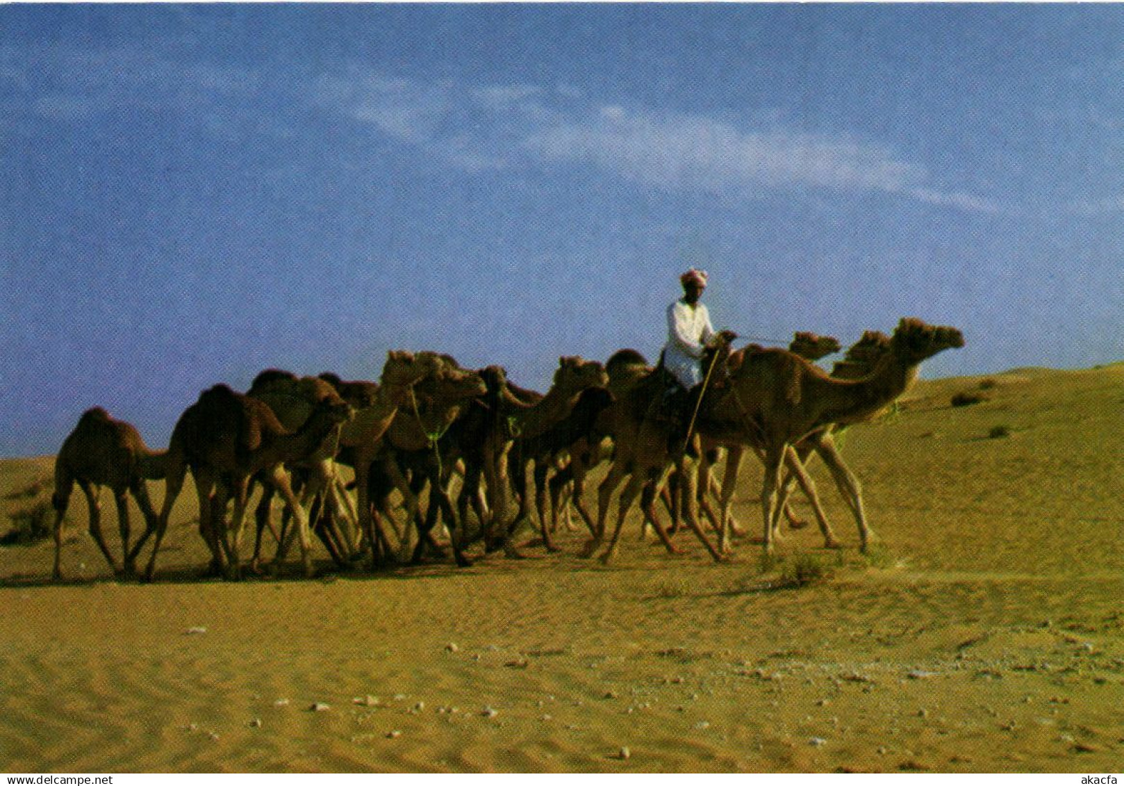PC U.A.E. , CAMEL CARAVAN, Modern Postcard (b22469)