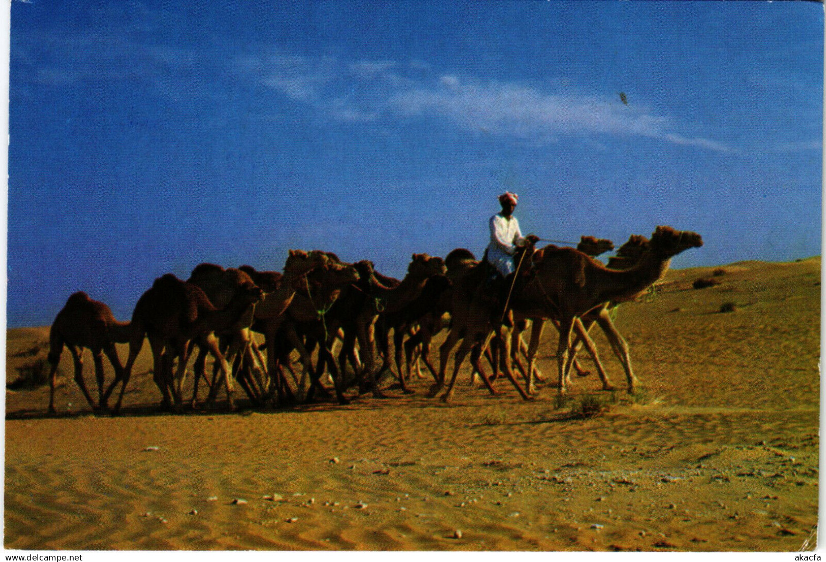 PC U.A.E. , CAMEL CARAVAN, REAL PHOTO POSTCARD (b16408)