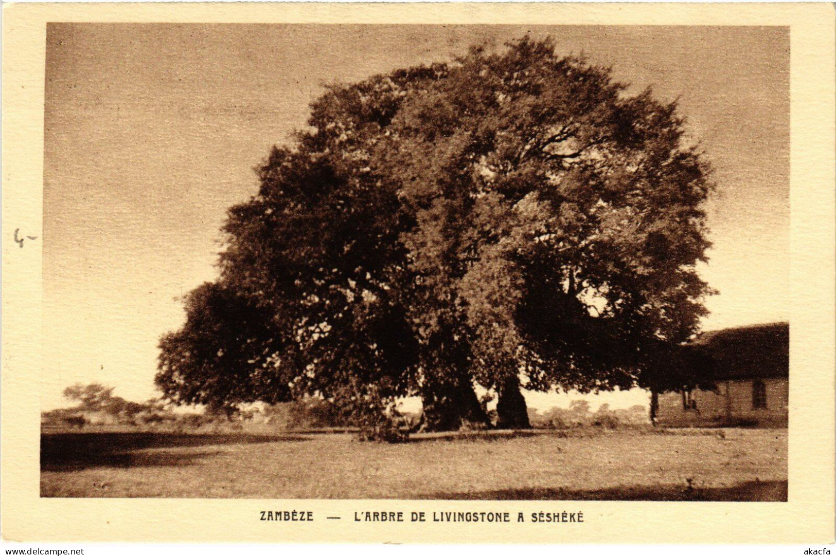 PC ZAMBIA SESHÉKÉ L'ABRE DE LIBINGSTONE (a53507)