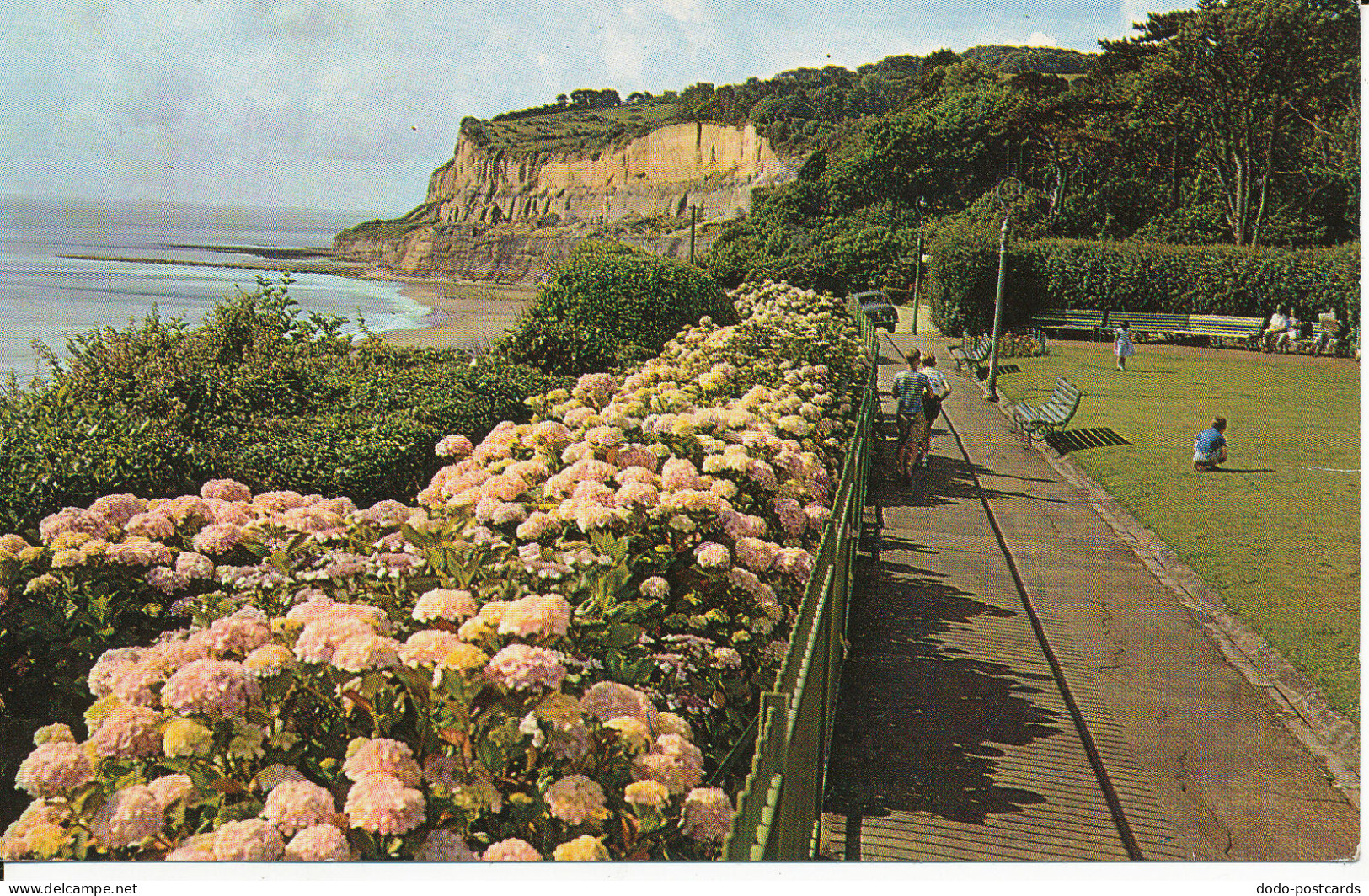 PC07391 The Hydrangeas Keats and Shanklin Head. Shanklin. I. O. W. Nigh. Plastic