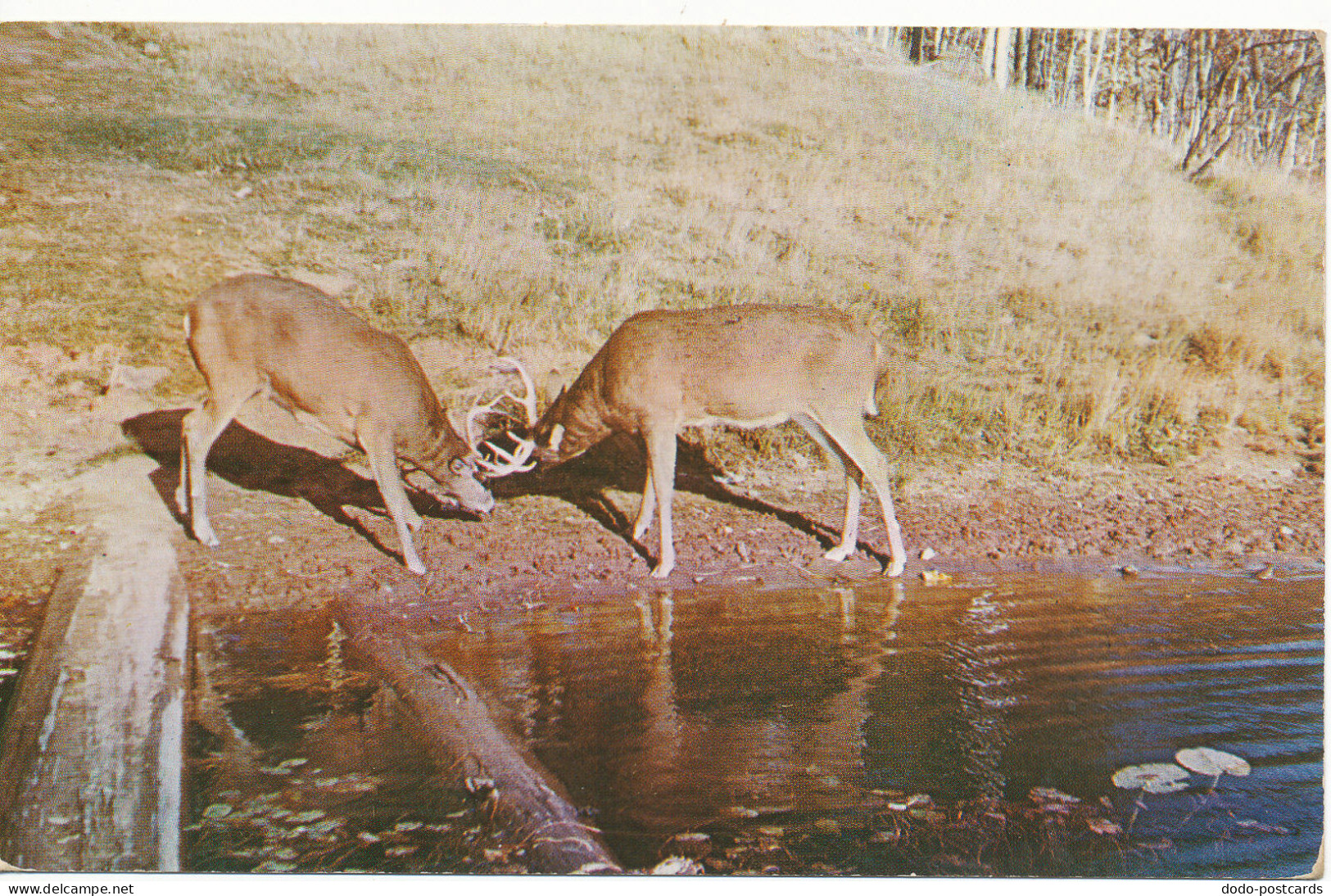 PC11281 Locked Horns. L. L. Cook. Kodachrome
