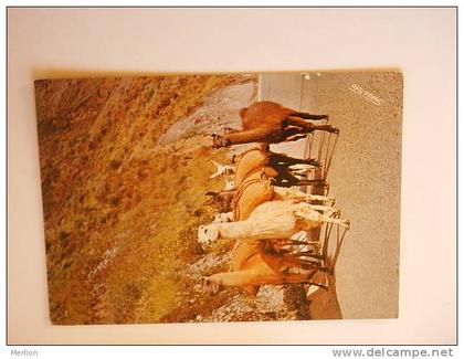 Peru - Lamas    -  D70637