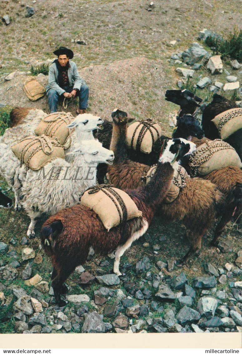 PERU' - Cuzco, Llamas