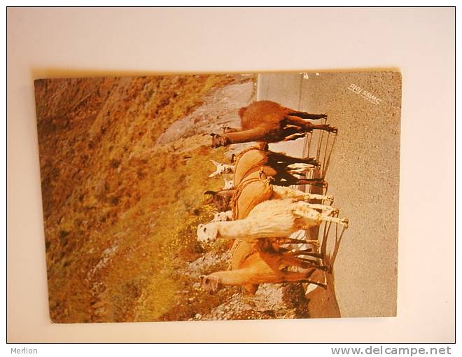 Peru - Lamas    -  D70637