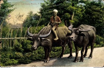 CPA Manila Philippinen, Carabaos, Junge reitet auf einem Wasserbüffel