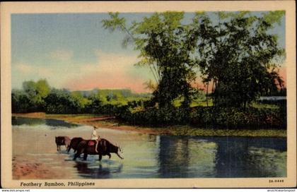 CPA Philippinen, Feathery Bamboo
