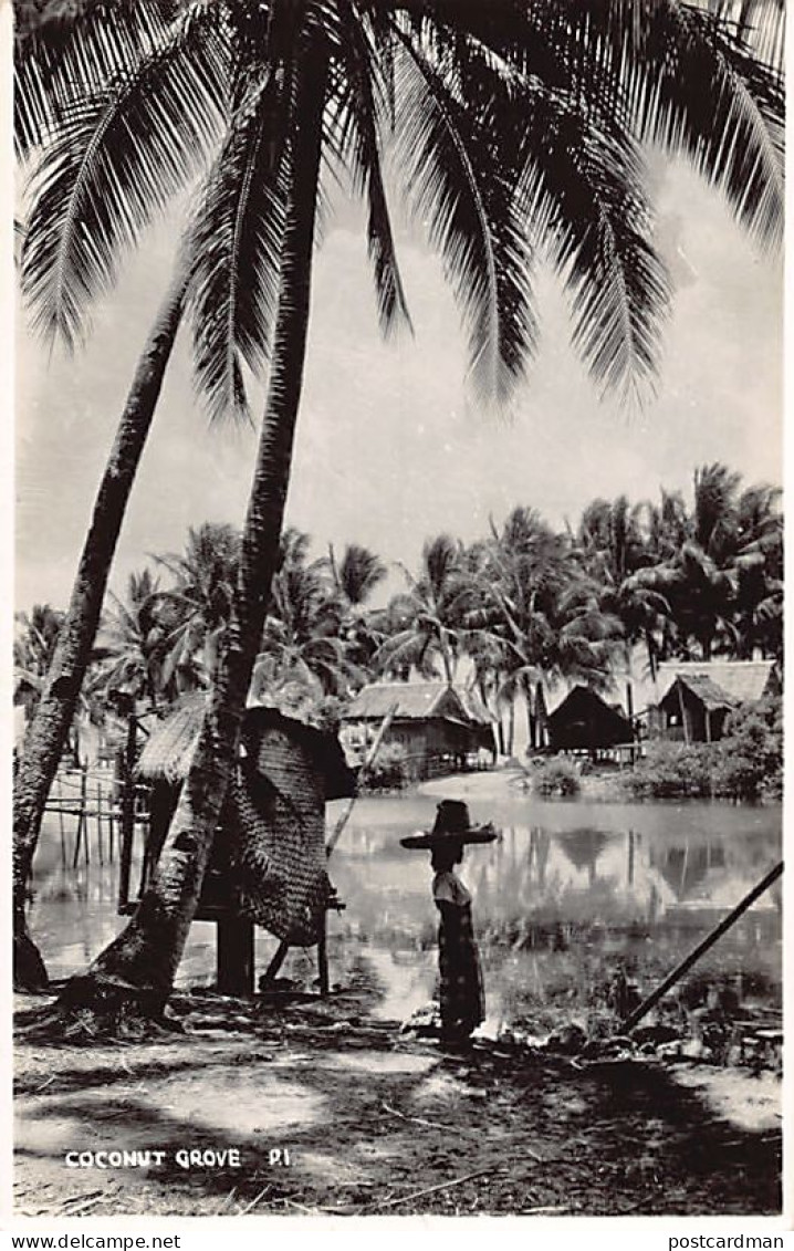 Philippines - Coconut grove - REAL PHOTO