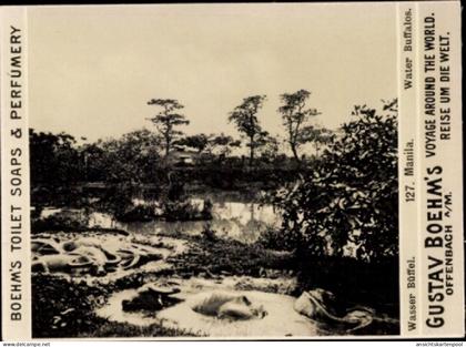 Photo Manila Philippinen, Gustav Boehm's Reise um die Welt, Reklame Boehm's Toilet Soaps,Wasserbüffel