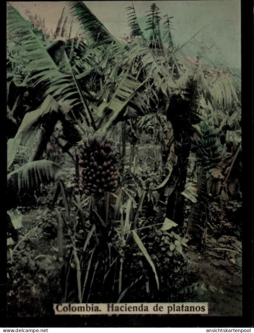 Photo Kolumbien, Hacienda de platanos, Bananenstauden