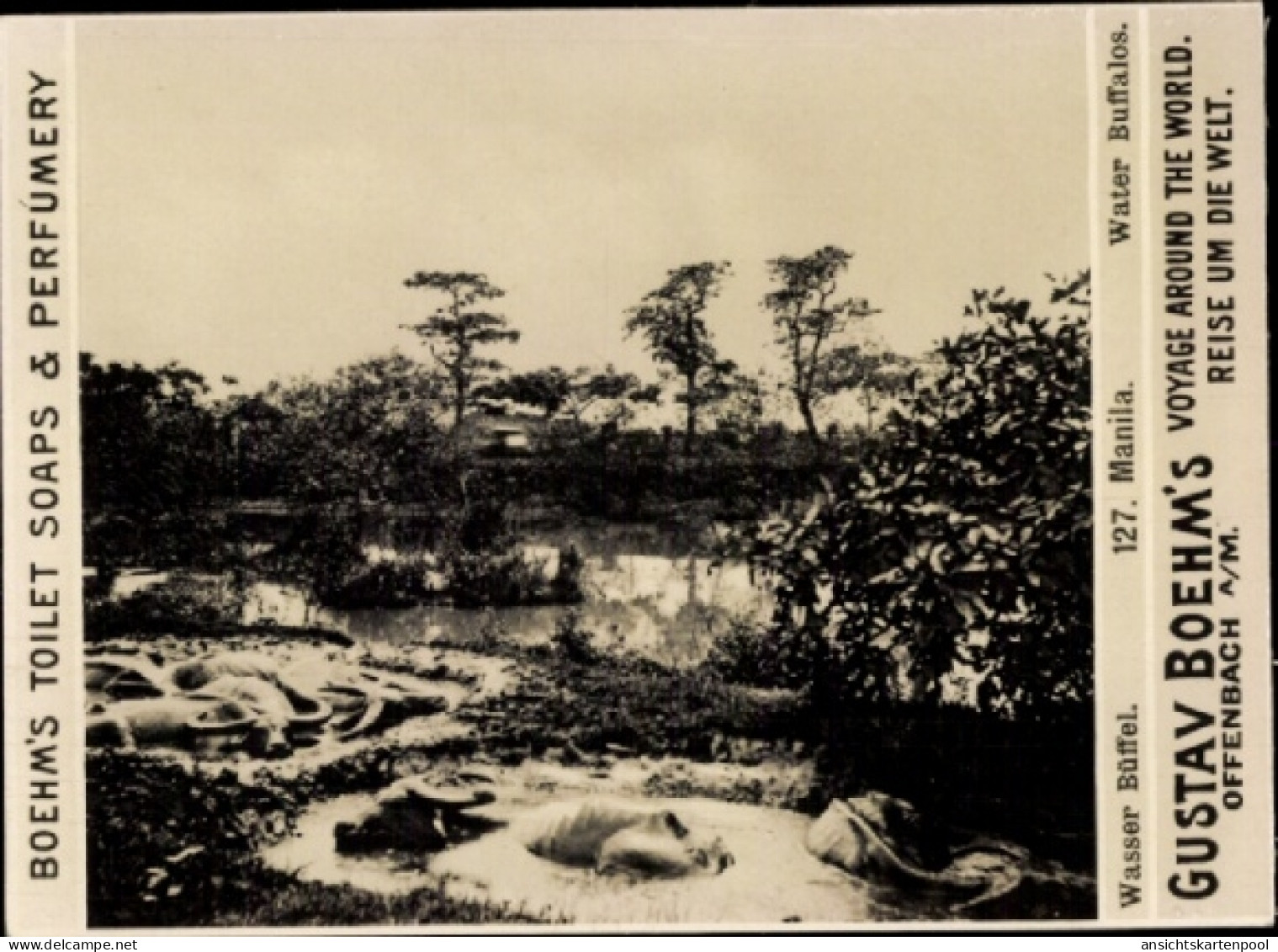 Photo Manila Philippinen, Gustav Boehm's Reise um die Welt, Reklame Boehm's Toilet Soaps,Wasserbüffel
