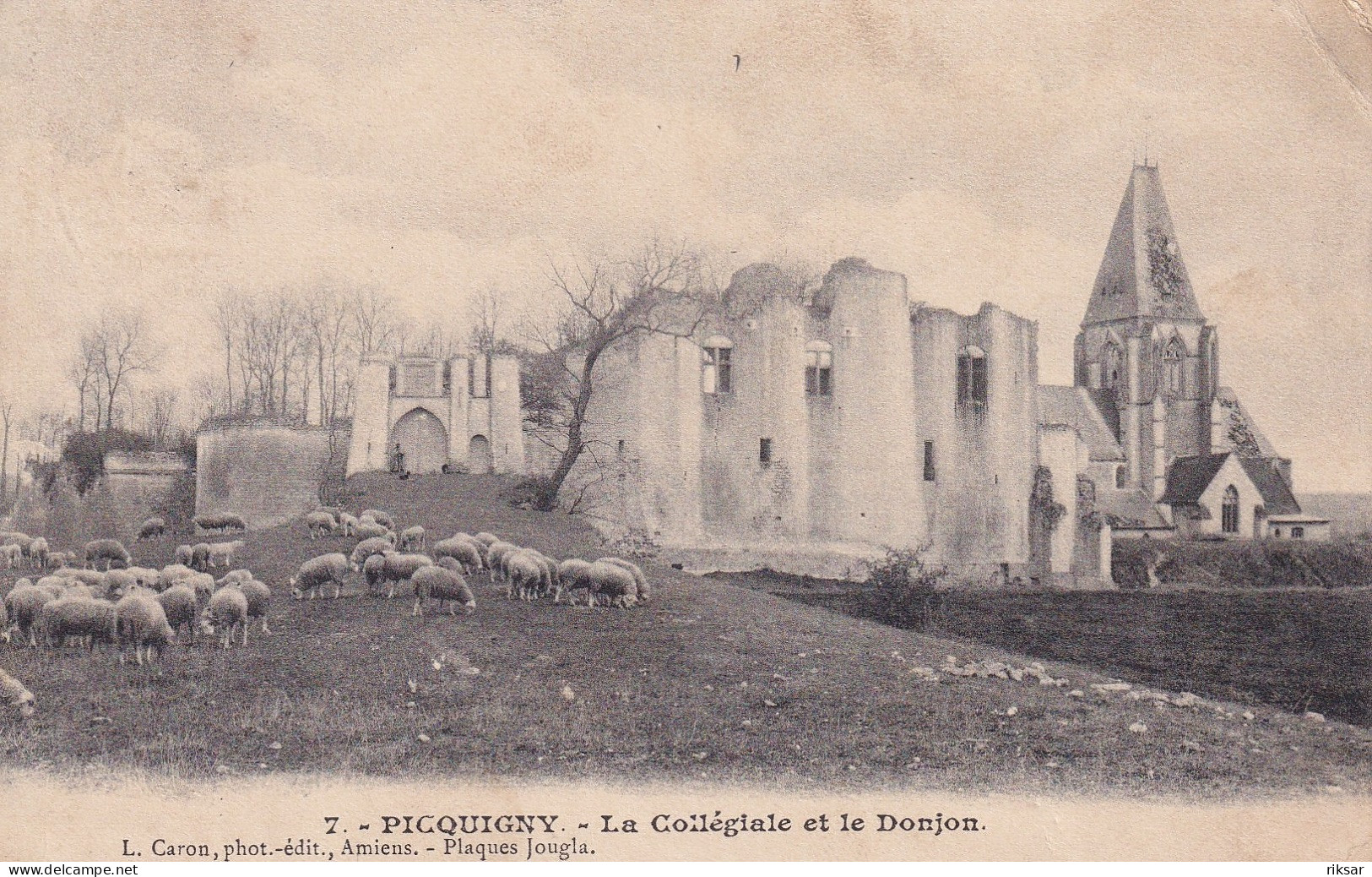 PICQUIGNY(MOUTON)