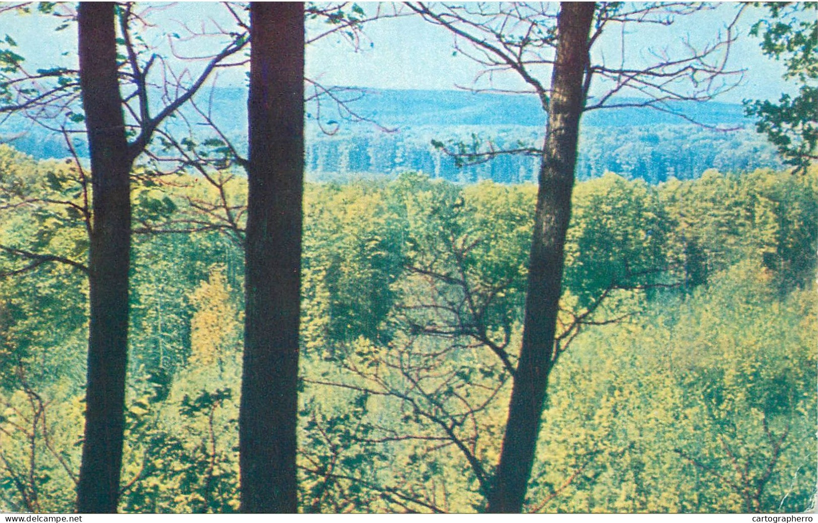 Picturesque forest scenery Moldova