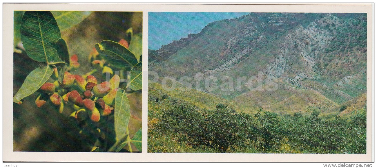 Pistacia - Kopet Dagh Nature Reserve - 1985 - Turkmenistan USSR - unused