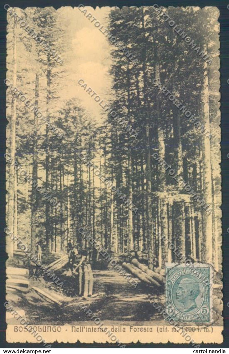 Pistoia Boscolungo cartolina ZB4539