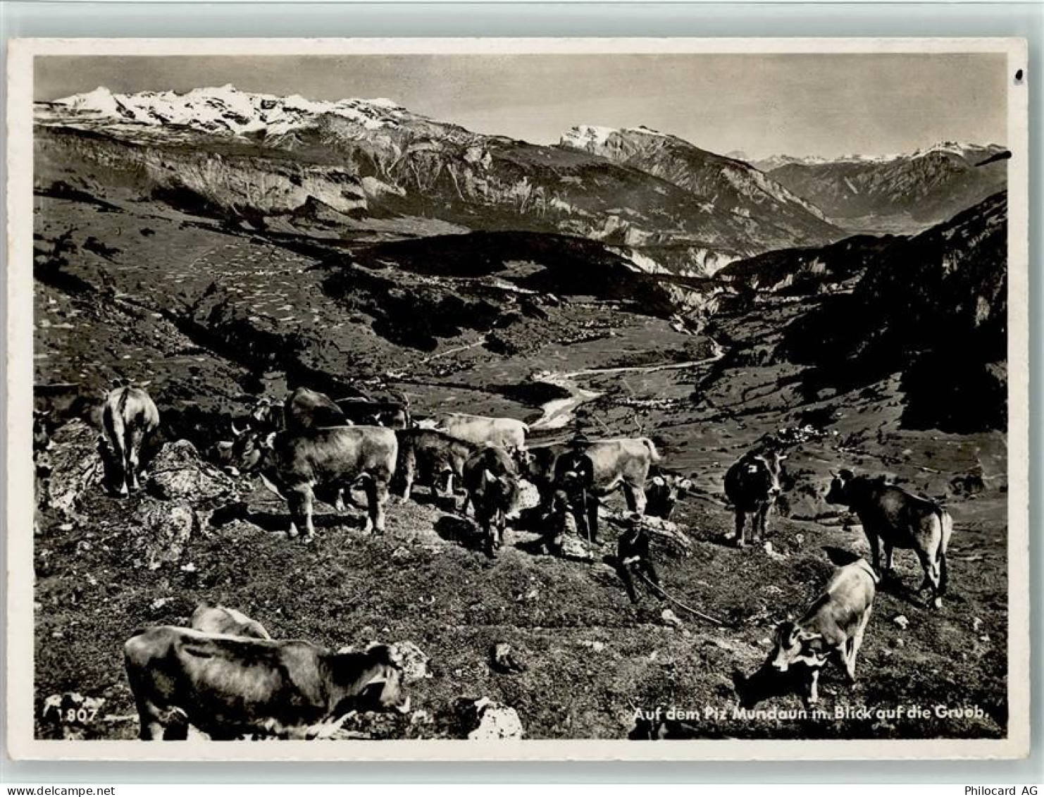 Piz Mundaun - Piz Mundaun mit Blick auf die Grueb Kühe - 10157092