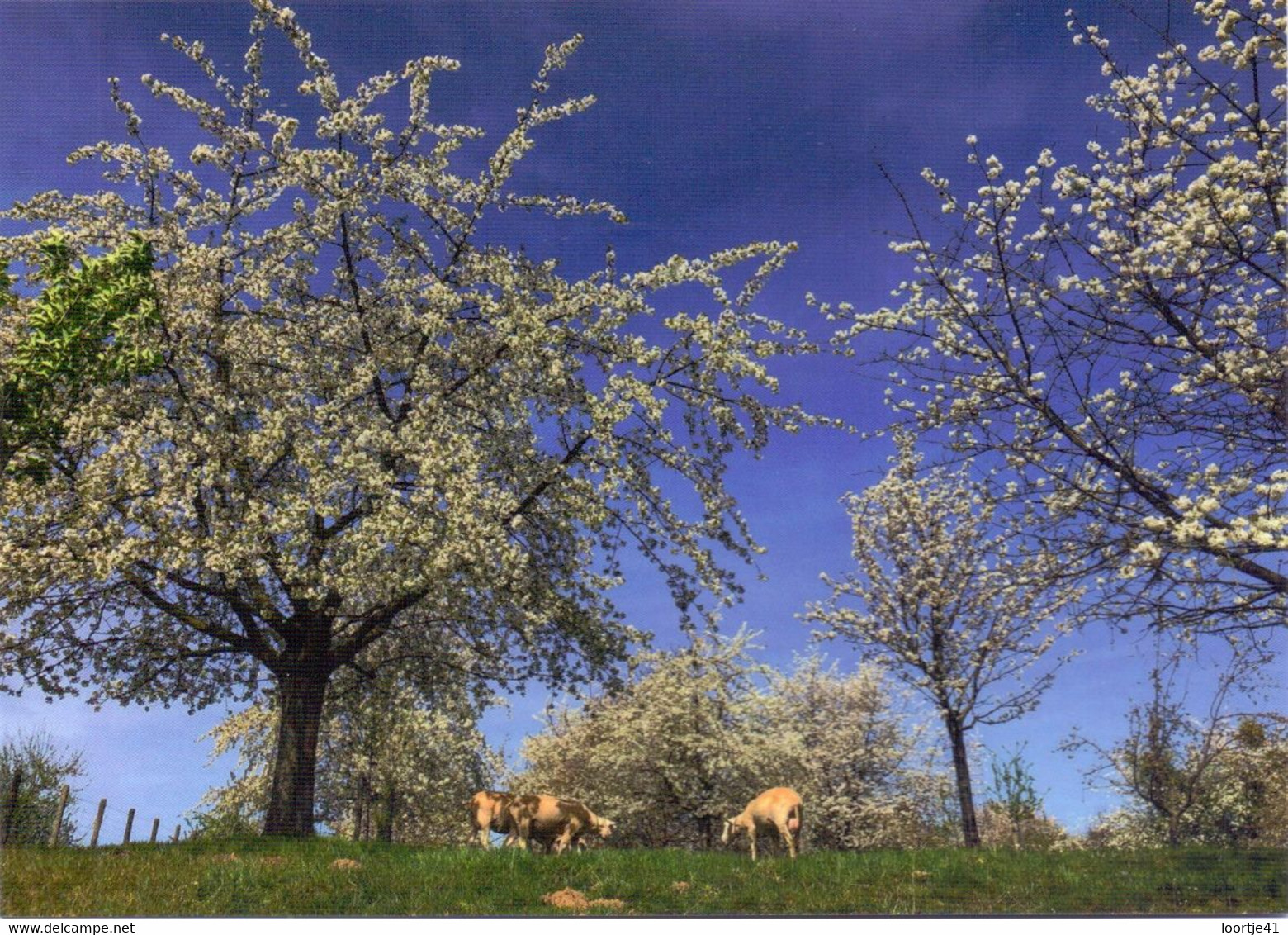 PK - Hoeselt - nabij begraafplaats , Sint Huibrechts Hern - foto Kristel Janssens