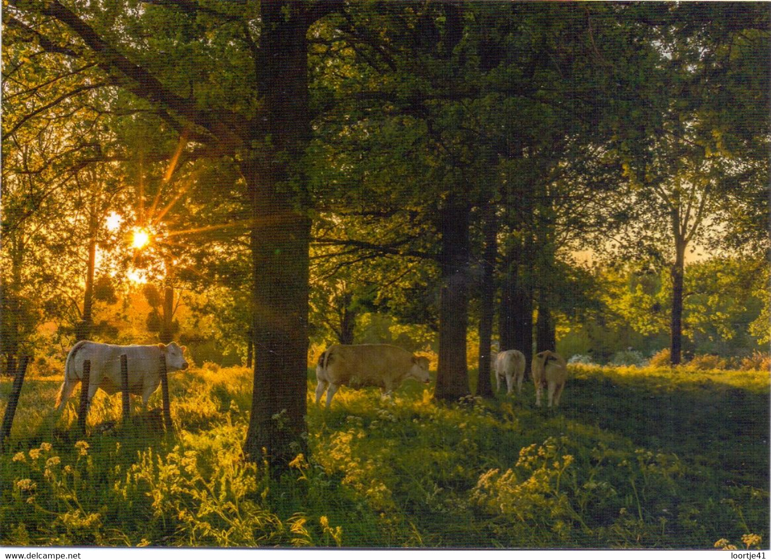 PK - Hoeselt - Vrijhern , Papenbergstraat - foto Tacha Lambrix