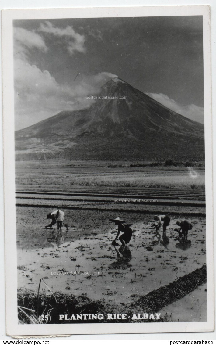 Planting Rice - Albay - & mountain,rice field,agriculture