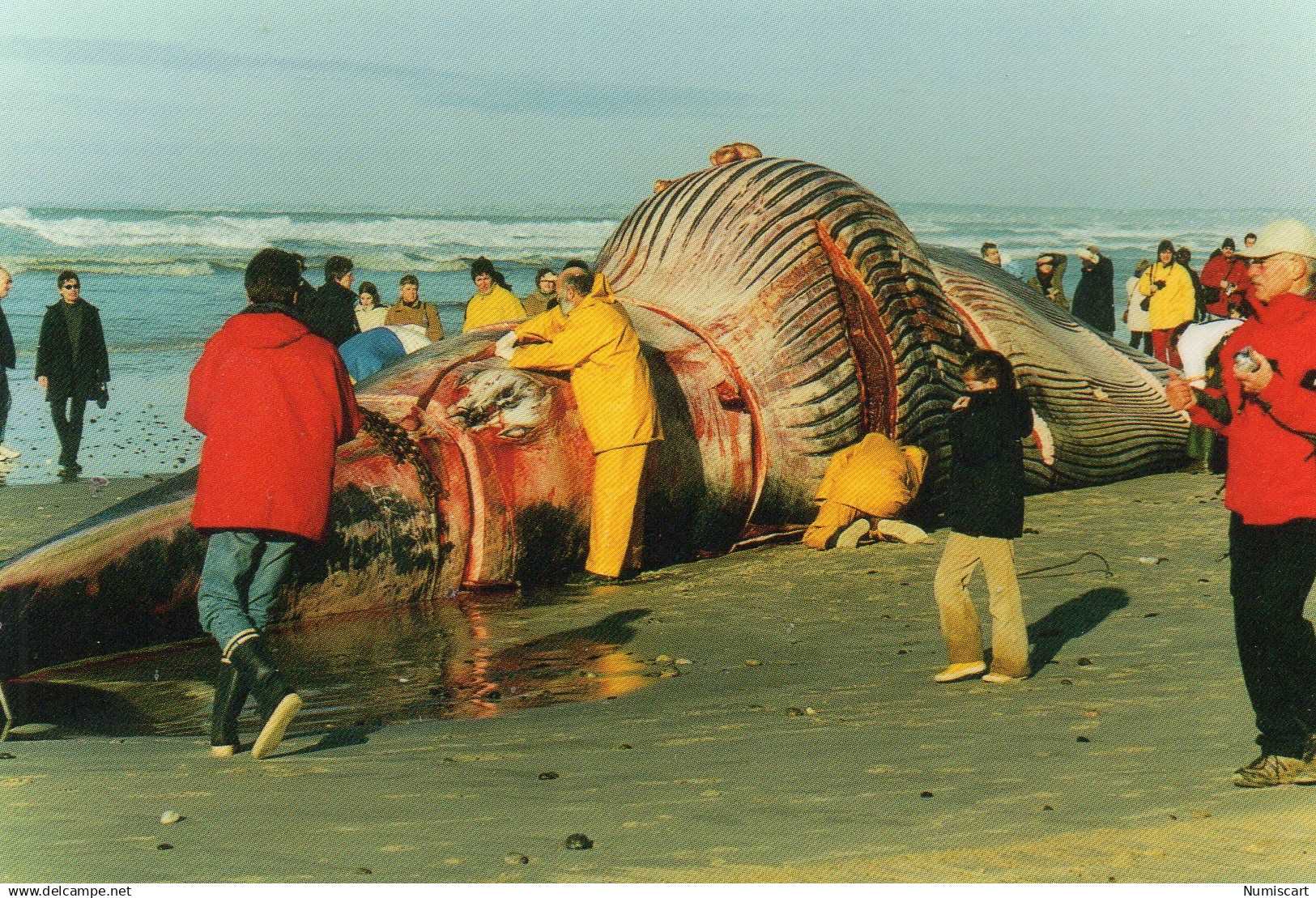 Plomeur La Torche animée Dépeçage Baleine échouée sur la Plage