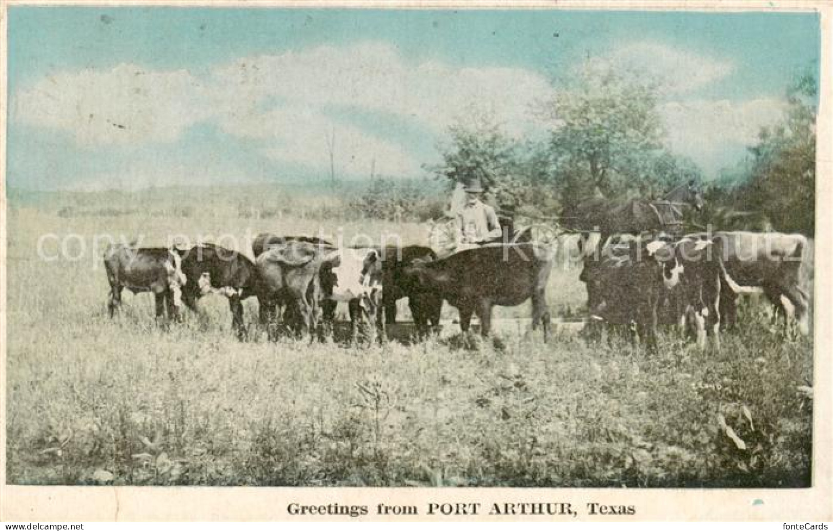 Port Arthur Texas USA Rinderherde