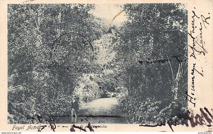 Açores - FAYAL - Entrada da Ribeirinha - Ed. desconhecido