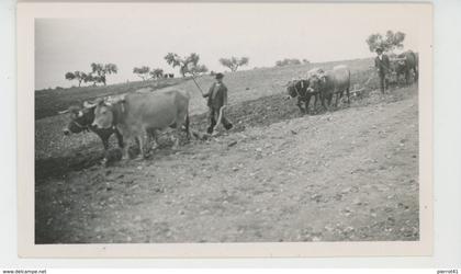 PORTUGAL - CASTELO BRANCO - Labour avec attelages boeufs dans domaine près de ZEBREIRA - Photo format 11,5x7 cm