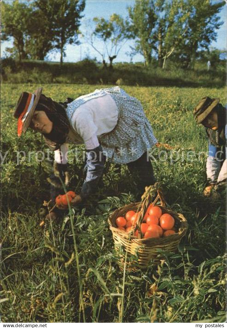 Portugal Erntezeit