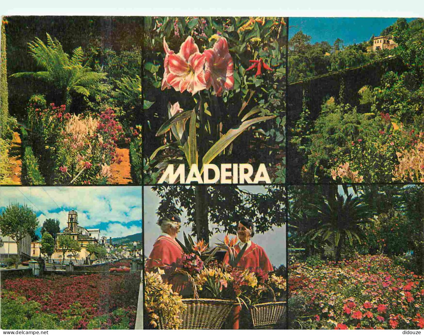 Portugal - Madeira - Flores da madeira - Multivues - Fleurs - CPM - Voir Scans Recto-Verso