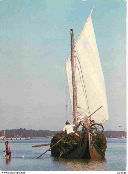 Carte Postale - Portugal - Aveiro - Moliceiro - ramasseur du sargasse - CPM - Voir Scans Recto-Verso - Poscard - Carta P