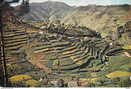 CPM Madeira 562 cultivated terraces as seen up the machico valley madeira