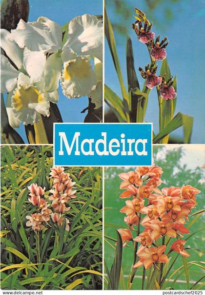 BR8904 Orquideas da Quinta da Boa Vista Funchal Madeira   portugal