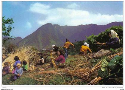 carte postale Portugal  Madeira préparations d'Osiers pour la vannerie trés beau plan