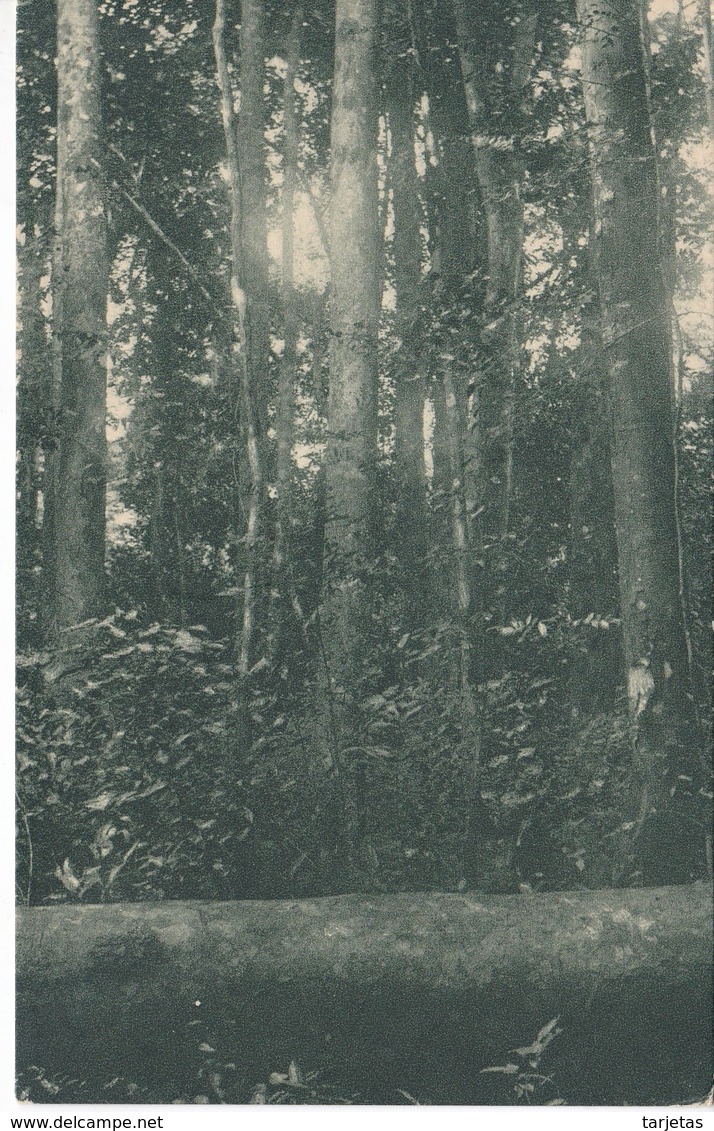 POSTAL DE GUINEA ESPAÑOLA DE ASPECTO FORESTAL CONCESION IZAGUIRRE Y Cia EN BIKABA (EXPO IBERO-AMERICANA SEVILLA 1929)