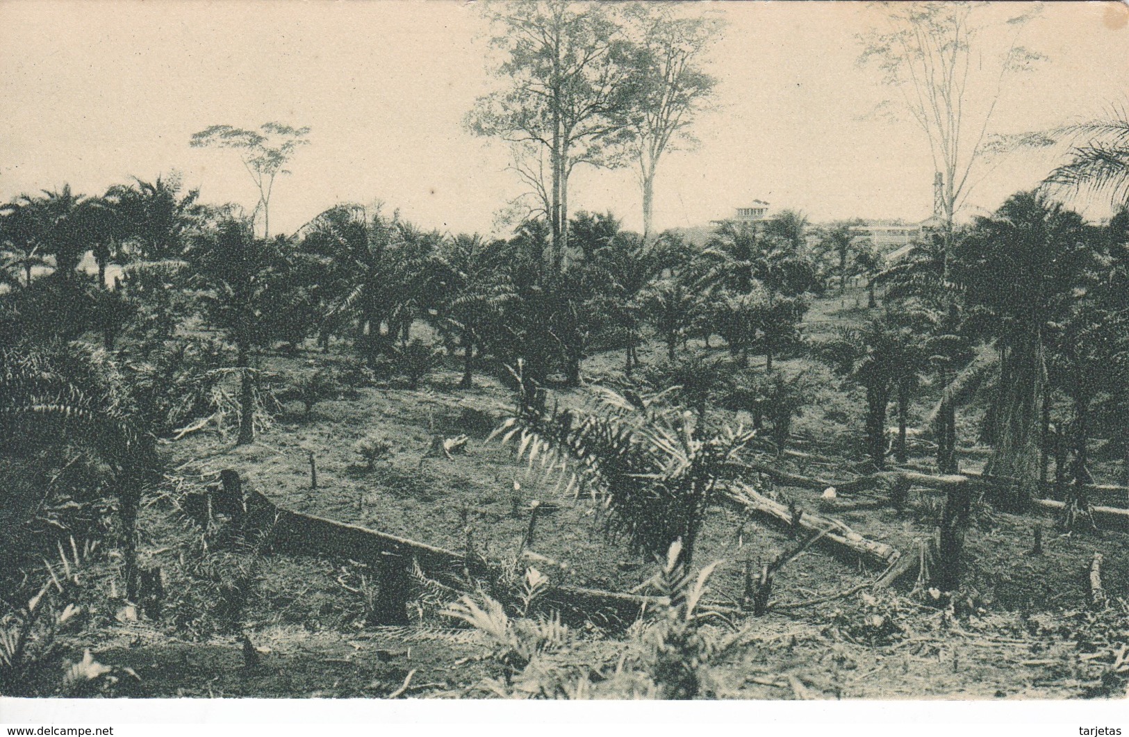 POSTAL DE GUINEA ESPAÑOLA DE UN DESBOSQUE CON PALMERAS SILVESTRES DE ACEITE (EXPO IBERO-AMERICANA SEVILLA 1929)