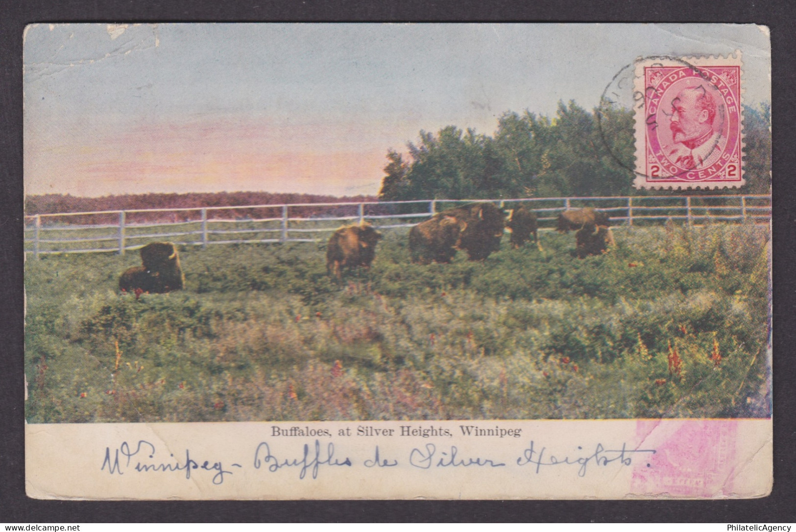 Postcard, CANADA, Winnipeg, Buffaloes, at Silver Heights