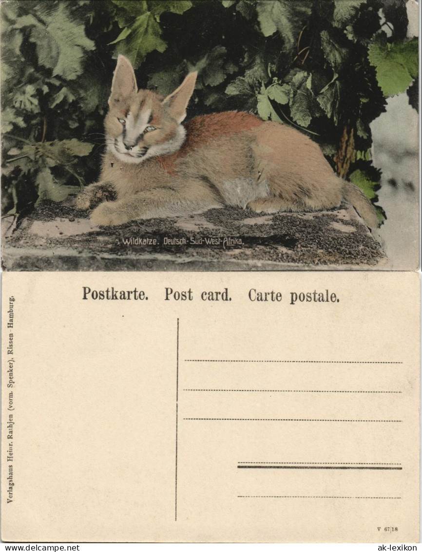 Postcard .Namibia Deutsch-Südwestafrika DSWA Kolonie Wildkatze 1912