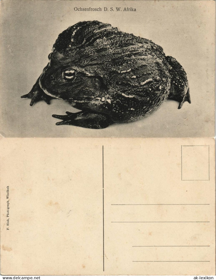 Postcard .Namibia Deutsch-Südwestafrika DSWA Ochsenfrosch Kolonie 1909