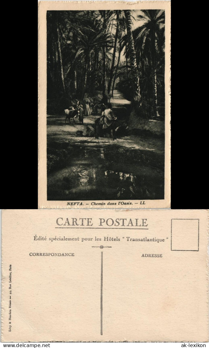 Postcard Tunesien NEFTA Chemin daus l'Oasis, Wüsten Oase 1930