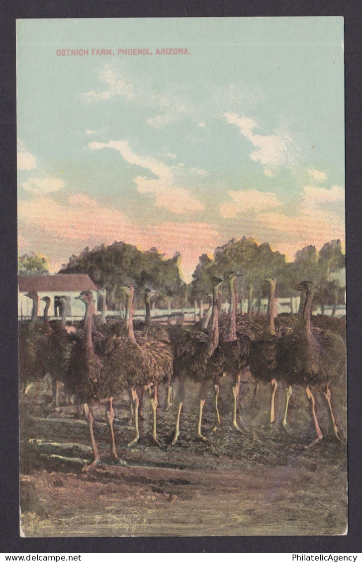 Postcard, United States Arizona, Phoenix, Ostrich Farm, Unposted