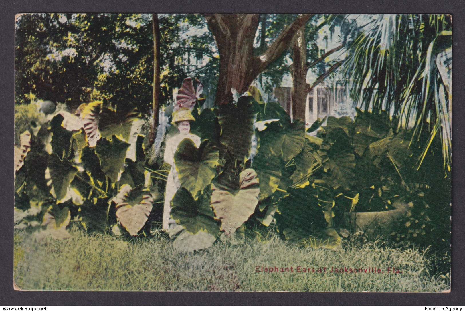 Postcard, United States, Jacksonville FL, Elephant Ears Plants