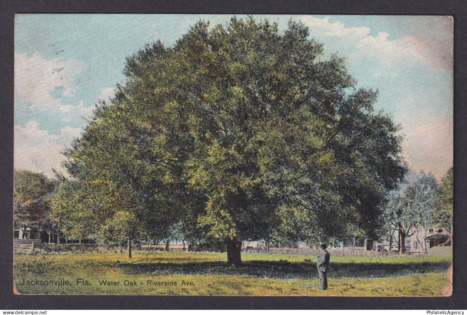 Postcard, United States, Jacksonville FL, Water Oak Riverside Ave