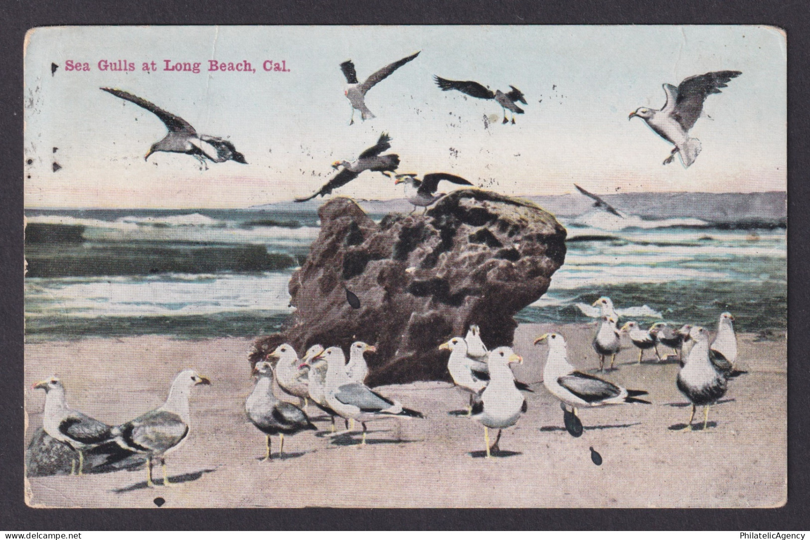 Postcard, United States, Long Beach California CA, Sea Gulls