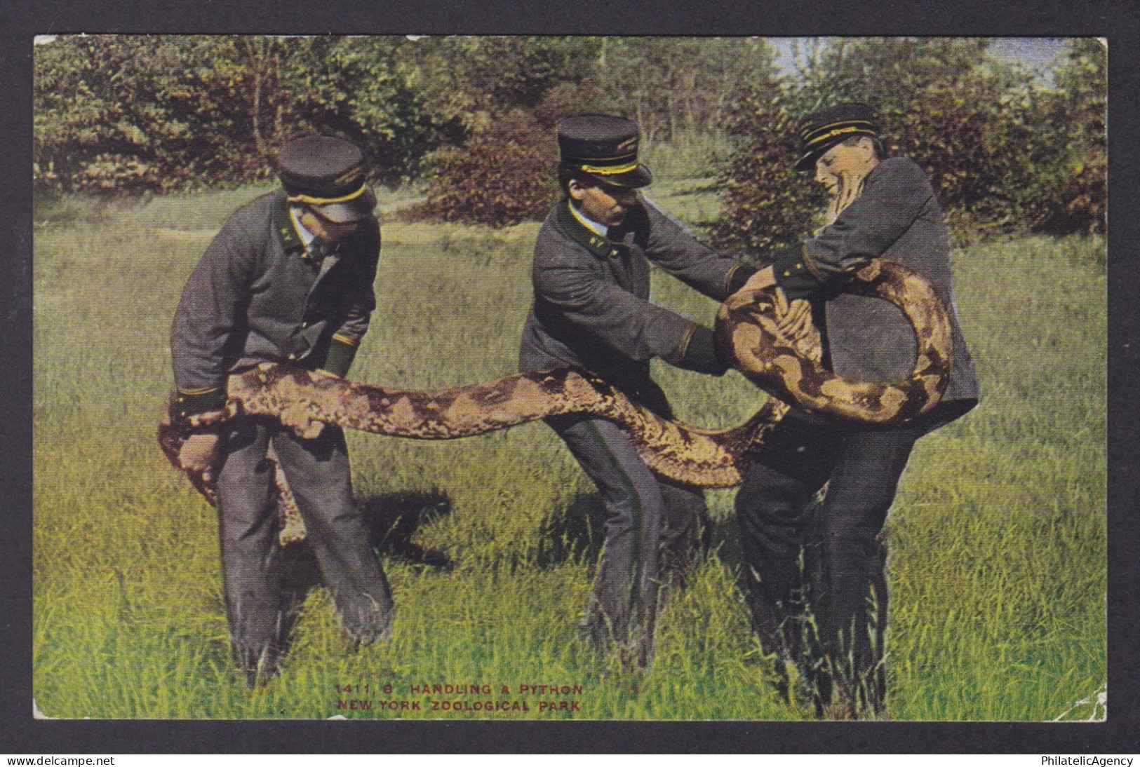 Postcard, United States, New York NY, Handling A Python Snake , Zoo