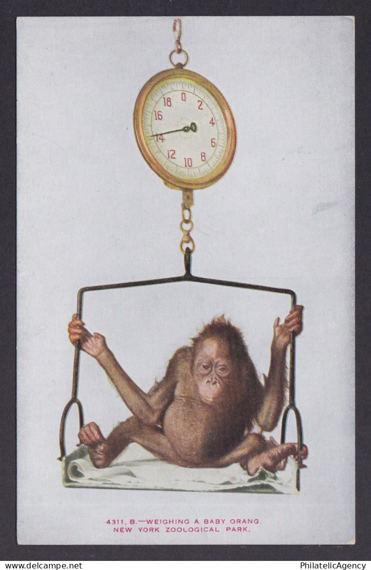 Postcard, United States, New York NY, Weighing a Baby Orangutan, Zoo
